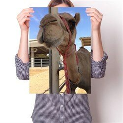 Постер - Верблюд Любопытный
